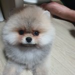 울집막내 호두2탄