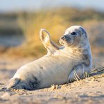 작은 <b>몸짓</b>에도 심쿵하는 아기 동물들