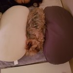 [이것좀봐줘] 댕댕이 <b>자랑</b>