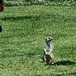 <b>미어캣</b>도 강아지처럼 산책함..? (사진있)