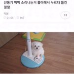 [드루와] <b>국수</b>영 모고 221