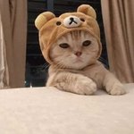 <b>틱톡</b>에서 뚱뚱한 사람들 이쁘다하는거