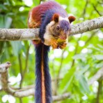 화려한 <b>털옷</b>을 입은 원숭이? 다람쥐!