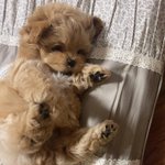 [<b>AB6IX</b>] 토리 귀여미..