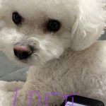 [더보이즈] 정국<b>아내</b> 왔습니다❤️
