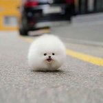 <b>만만</b>하게 보면 큰 코 다칠 귀요미들