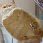 와락 껴안아주고픈 <b>식빵</b> 모음