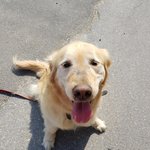 우리집 개가 떠났다.