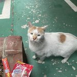 길고냥이 사진