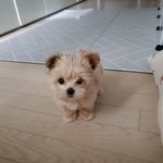 <b>나도</b> 이제 강아지 있다!!!!