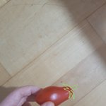 <b>방울</b>토마토 먹다가 변종 무 발견