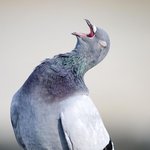 [드루와] n<b>행시</b> 지어줌