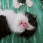 [이것좀봐줘] 우리 고양이 셋째 미모 변천사