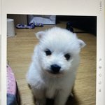 [댓글부탁해] 내가 <b>임보</b> 했던 백구 볼 사람(심장)