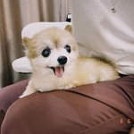 [NCT즌] 헨<b>돌</b>이 강<b>쥐</b>키우나??