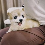 [NCT즌] 헨돌이네 새<b>식구</b> 황금이