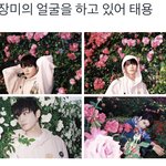 [NCT즌] <b>장미</b>에 쌓인 태용이