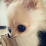 [드루와] 우리집 강아지 조카 어이없는거 ㅋㅋ