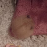 우리 아기 <b>햄스터</b>님