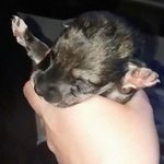 아기 <b>늑대</b>를 입양한 집사의 일상