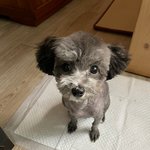 <b>실버</b>푸들4개월