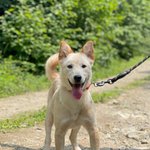 [강아지] +추가)유기견 산책봉사 다녀왔어요!!