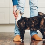 귀여운 고양이.jpg