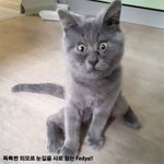 눈물나게 행복한 아기 냥이 성장기