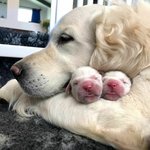 자식 자랑에 <b>뿌듯</b>한 엄마 멍뭉이들