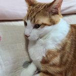 [고양이] 라떼<b>아</b><b>나</b> 또 올려용 ㅎ