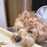 [<b>강아지</b>] 우는중