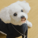 나 방탄 파다가 <b>망돌</b> 파는데