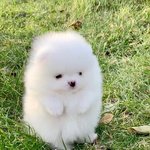 [NCT즌] 갱얼<b>쥐</b> 좋아