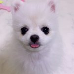 우당탕탕 우리<b>메리</b> ❤️