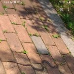 방탈죄송합니다!!! 혹시 <b>뱀</b>종류 잘아시는분들 이거무슨<b>뱀</b>인지 봐주세요(사진유)