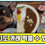 [강아지] <b>카레</b>먹는 강아지