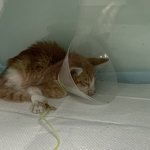 [고양이] 죽을뻔한 아<b>깽이</b> 구조했어요