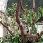 [드루와] 호주여행 - 골드코스트 4부 <b>with</b> 코알라