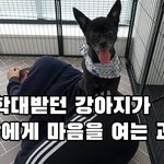 [강아지] 학대받던 강아지가 마음을 여는 과정