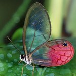 속이 훤히 들여다보이는 <b>생물</b>들