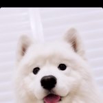 귀여운 <b>아가</b>랑 강아지 노는 영상
