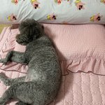 울집 <b>강쥐</b> 개웃김 ㅋㅋㅋ