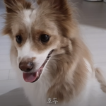 동거하다 헤어지고 선 씨게 넘어버린 강아지 유튜브