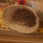 투바투 <b>수빈</b> 고슴도치 키운데