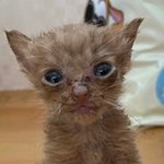 인공수유 결과...