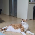 [고양이] 라떼 <b>아</b><b>나</b> 또 왔어욤 ㅎㅎ