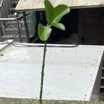 <b>나무</b> 잘 아시는분 계신가요~!!