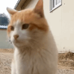 [댓글부탁해] 눈썹<b>문신</b> 한 사람 있냐 ㅠㅠㅠㅠ
