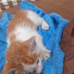 새끼길냥이 냥줍ㅜㅜ 죽을거같아요ㅜㅜ