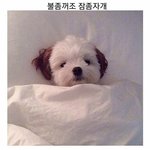 본진 강아지같은짤 공유해줘